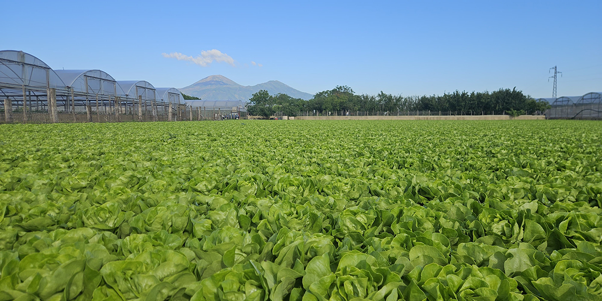 Enza Zaden: soluzioni contro il Fusarium nell'Agro Nocerino Sarnese
